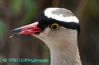 Vanellus coronatus coronatus