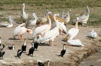 ...k-backed Pelican (Pelecanus rufescens), and Great cormorant (Phalacrocorax carbo)