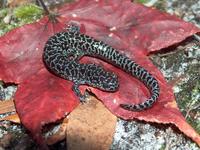 : Ambystoma cingulatum; Flatwoods Salamander