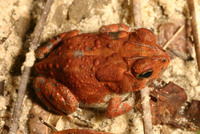 : Bufo terrestris; Southern Toad