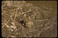 : Bufo woodhousei woodhousei; Woodhouse Toad