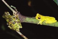 : Dendropsophus microps