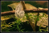 : Hynobius retardatus