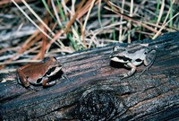 : Pseudacris ornata; Ornate Chorus Frog