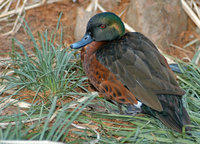 : Anas castanea; Chestnut Teal