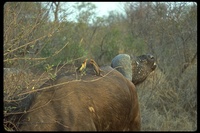 : Buphagus erythorhynchus; Red-billed Oxpecker