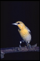 : Icterus bullockii; Bullock's Oriole