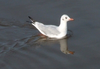 : Larus ridibundus; Black-headed Gull