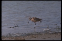 : Limnodromus sp.; Dowitcher