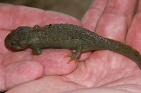 : Tylototriton vietnamensis