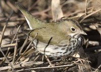 : Seiurus aurocapillus; Ovenbird