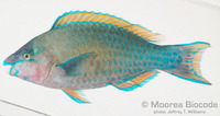 : Scarus psittacus