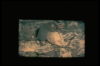 : Antechinus stuartii; Broad-footed Marsupial Mouse