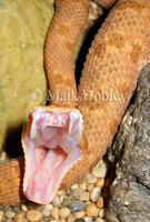 : Bitis xeropaga; Desert Dwarf Adder