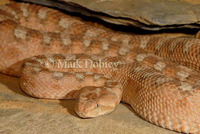 : Echis coloratus coloratus; Namib Dwarf Adder