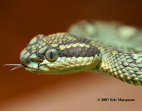 : Trimeresurus trigonocephalus; Sri Lankan Pit Viper