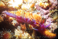 : Flabellina iodinea; Spanish Shawl Nudibranch