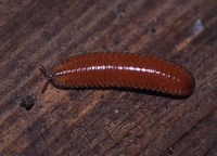 : Octoglena anura; Polyzonid Millipede