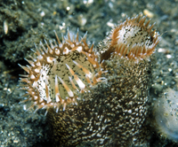 : Saxidomus nuttalli; Washington Clam