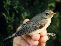 Icterine Warbler, Hippolais icterina