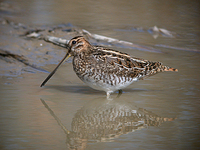 꺅도요 Gallinago gallinago | common snipe