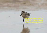 넓적부리도요 Spoon-billed Sandpiper