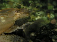 Atyopsis gabonensis - African Giant Filter Shrimp