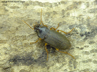 Pseudoophonus griseus