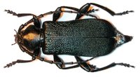 Ropalopus ungaricus