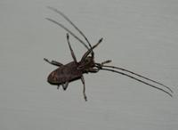 Acalolepta rusticatrix rusticatrix