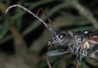 Rhagium bifasciatum