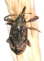 Anthonomus pomorum