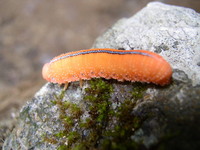 Cimbex luteus
