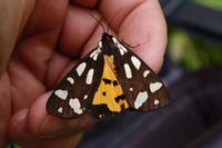 Arctia villica - Cream-spot Tiger