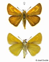 Thymelicus acteon - Lulworth Skipper
