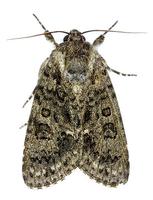 Acronicta rumicis - Knot Grass