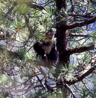 Black snub-nosed monkey (Rhinopithecus bieti)