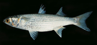 Mugil cephalus, Flathead mullet: fisheries, aquaculture, gamefish, bait