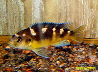 Pseudotropheus crabro, : aquarium