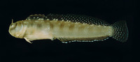 Alloblennius jugularis, Jugular blenny: