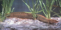 Mastacembelus armatus, Zig-zag eel: fisheries, aquarium