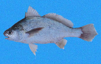 Stellifer fuerthii, White stardrum: fisheries