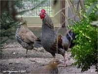 Grey Junglefowl Gallus sonnerati