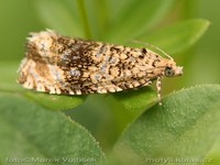Celypha lacunana