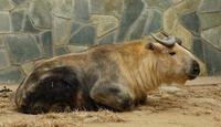 Image of: Budorcas taxicolor (takin)