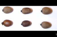 Myronides trilineatus