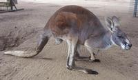 Image of: Macropus rufus (red kangaroo)