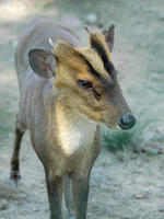 Image of: Muntiacus reevesi (Reeves's muntjac)