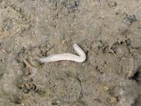 Boettgerilla pallens - Wormslug