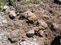 Alytes obstetricans - Common Midwife Toad